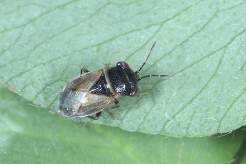Réf. 252 396 : Geocoris megacephalus